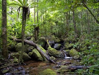 La forêt dense sur la côte est de Madagascar