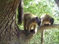 Le maki de Mayotte est endémique de l'île : il ne vit que là. C'est un des symboles de Mayotte. C'est un primate, comme l'homme. Il n'y a pas de singe, à Mayotte (à part l'homme)
