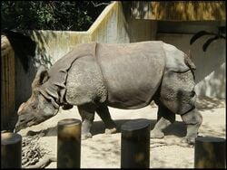 Rhinocéros