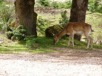 Un daim qui mange.