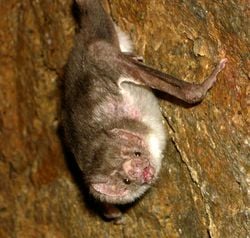 Un vampire commun