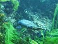 Une lépisostée, ou poisson crocodile. Le plus ancien poisson crocodile connu est Paralépisoteus, du Crétacé (-130 millions d'années)