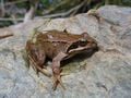 Une Grenouille rousse