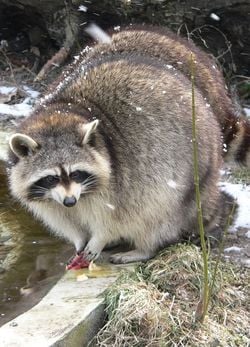Un raton laveur