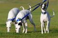 Des chiens