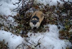 Un lemming de Norvège, dans la toundra
