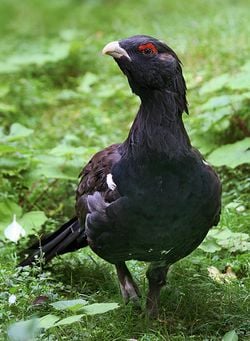 mâle