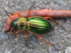 Un carabe doré avec sa proie, un gros ver de terre
