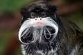 Portrait d'un tamarin empereur