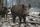 Images les sangliers