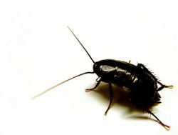Une blatte commune (Blatta orientalis)