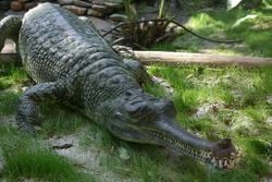 Un Gavial du Gange.