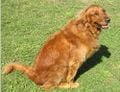 Un Golden retriever