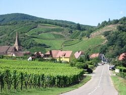 Les collines sous-vosgiennes à Niedermorschwihr dans le Haut-Rhin