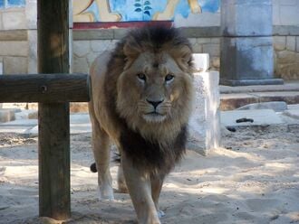 Le zoo de La Palmyre