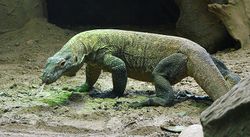 Varan de Komodo au zoo de Thoiry