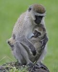 Un singe vert, ou vervet, avec son bébé