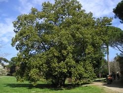 Un grand chêne pédonculé