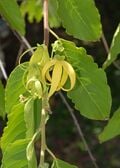 La fleur d'ylang-ylang est cultivée à Mayotte, pour produire des parfums.