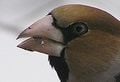 Le Gros-bec casse-noyaux est un oiseau qui utilise son bec pour casser les noyaux, et les coquilles d'autres grosses graines dures dont il se nourrit