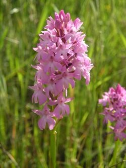 Une Orchidée du sud de la France