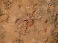 Une solifuge. Il existe 1&nbsp;100 espèces de solifuges.