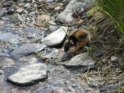 Un lemming de Norvège