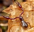 Un pseudoscorpion. Il existe plus de 3&nbsp;500 espèces de pseudoscorpion.