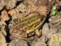 Une grenouille de Lessona, ou petite grenouille verte