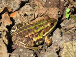 Une petite grenouille verte, photographiée dans l'Yonne