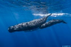 Une mère grand cachalot et son petit, à l'île Maurice