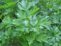Persil plat