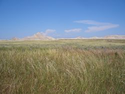 Une prairie, aux États-Unis