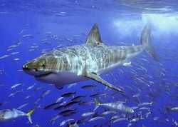 Un grand requin blanc.