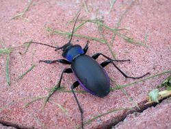Un carabe violet (Carabus violaceus)
