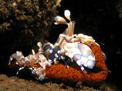 Crevette arlequin et astérie