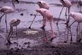 Les oiseaux pêcheurs