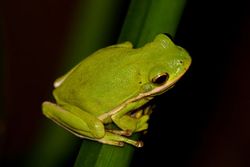 Une rainette verte d'Amérique Hyla cinerea