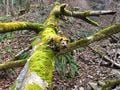 Un arbre mort, tombé à terre. Il a été recouvert par de la mousse.