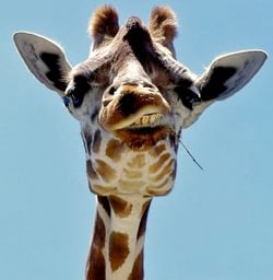 Portrait d'une girafe.