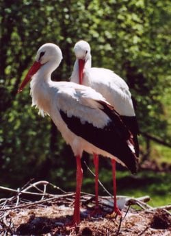 Un couple de cigognes blanches