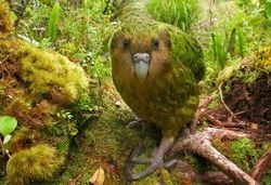 Un kakapo.