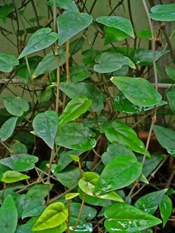 Piper cubeba, le poivrier qui produit le cubèbe.