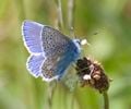 Un papillon se nourrit du nectar des fleurs.