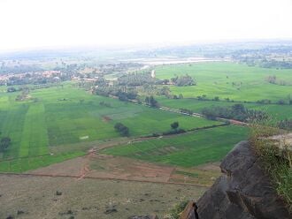 Rizière en Inde