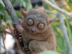 Un tarsier des Philippines.