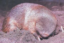 Une taupe dorée