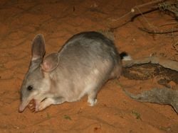 Un bilby en train de manger