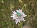 Le turquoise (Adscita statices), un papillon de nuit qui vit le jour