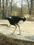L'autruche est le plus grand de tous les dinosauriens actuels. C'est un oiseau qui ne vole pas, même si ses ancêtres en étaient capables. L'autruche a perdu sa capacité à voler au cours de l'évolution.
